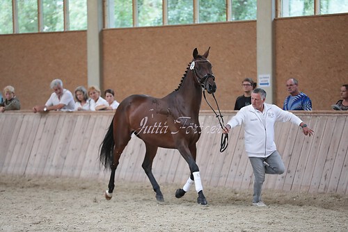 Freispringen 215
