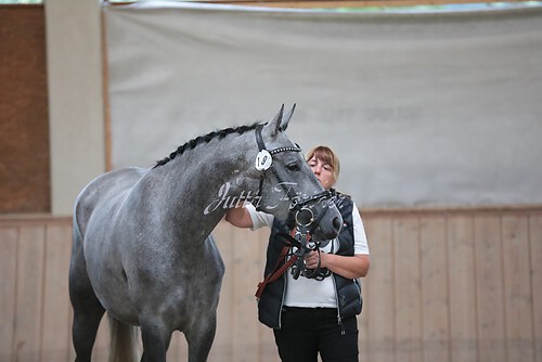 Siegerehrung Stutenleistung0008