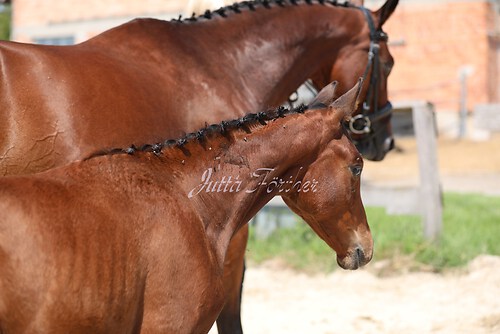 SF v. Cornut braun 21.04.52