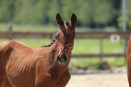 SF v. Cornut braun 21.04.51