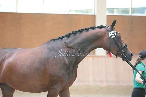 Siegerehrung Stutenleistung0087