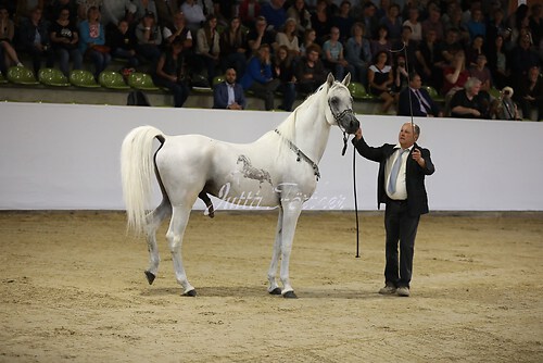 Asil Araber Festival185