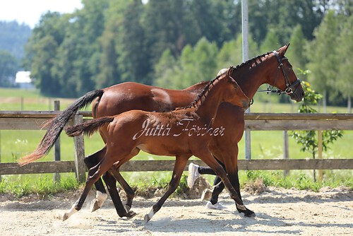 SF v. Cornut braun 21.04.23