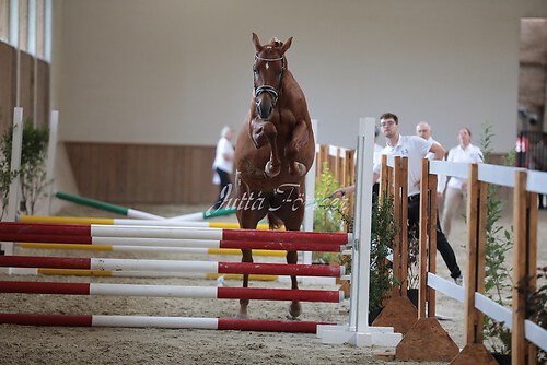 Freispringen 354