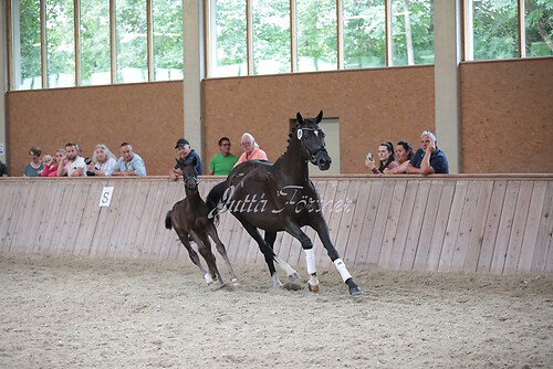 Freispringen 67