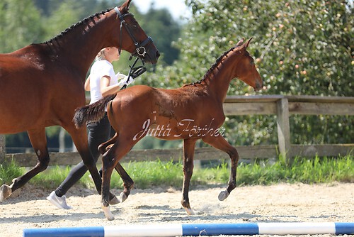 SF v. Cornut braun 21.04.14