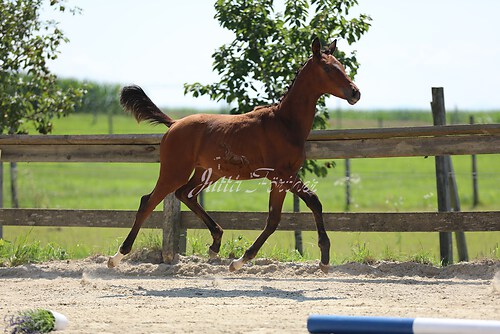 SF v. Cornut braun 21.04.05