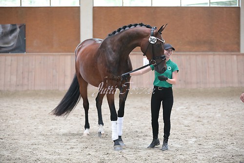Siegerehrung Stutenleistung0084