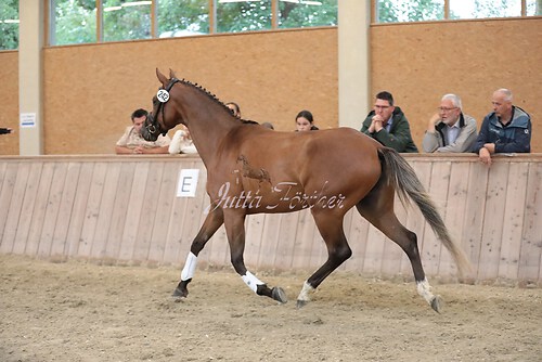 Tutta HM14