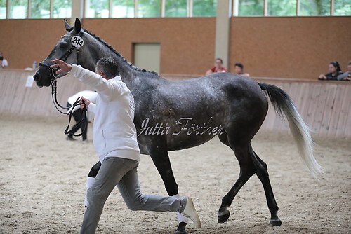 Freispringen 283