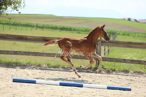 SF Sahara v. Zauberdeyk078