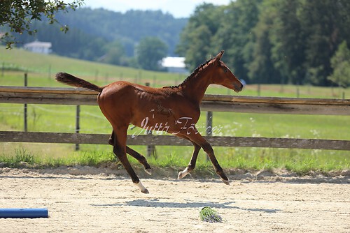 SF v. Cornut braun 21.04.47