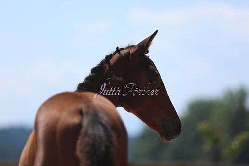 SF v. Cornut braun 21.04.28