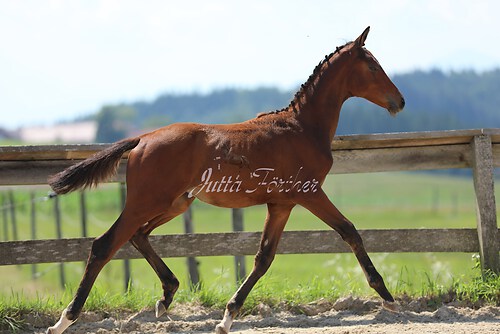 SF v. Cornut braun 21.04.12