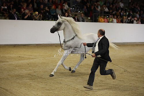 Asil Araber Festival131