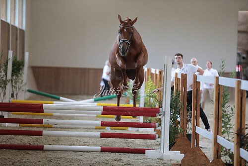 Freispringen 353
