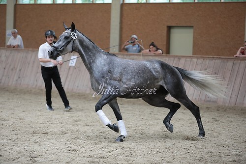 Freispringen 273