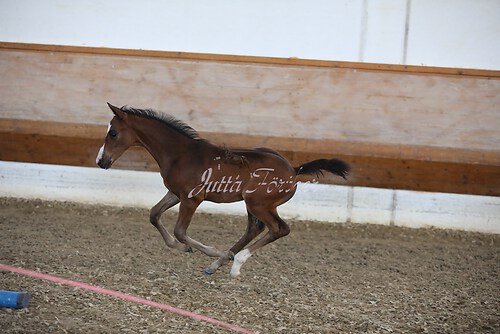 179Fohlenschau