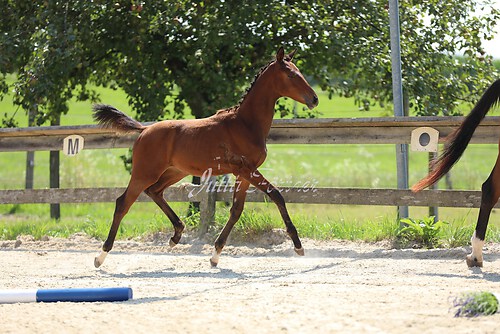 SF v. Cornut braun 21.04.04