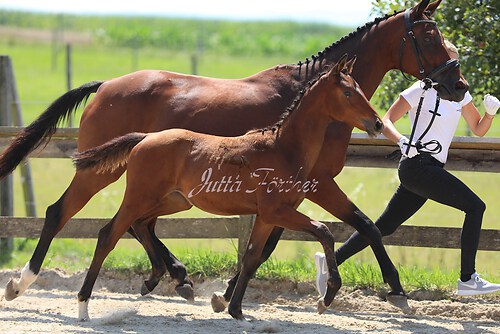 SF v. Cornut braun 21.04.19