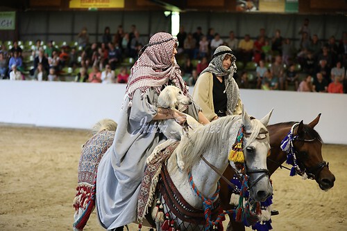 Asil Araber Festival369