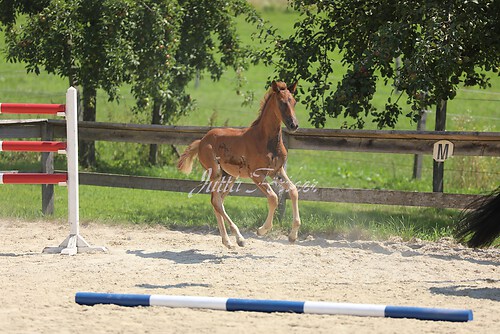 SF Sahara v. Zauberdeyk082