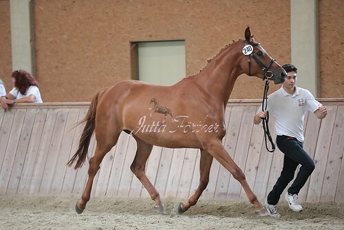 Freispringen 345