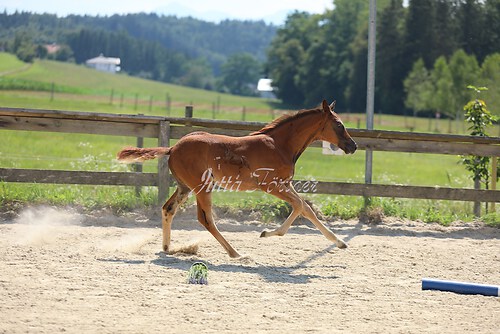 SF Sahara v. Zauberdeyk079