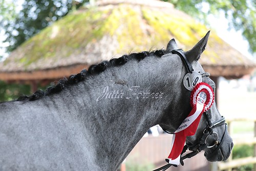 Siegerehrung Stutenleistung0094