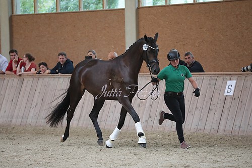 Freispringen 419