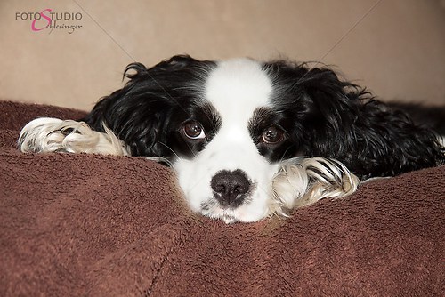 Trixie1