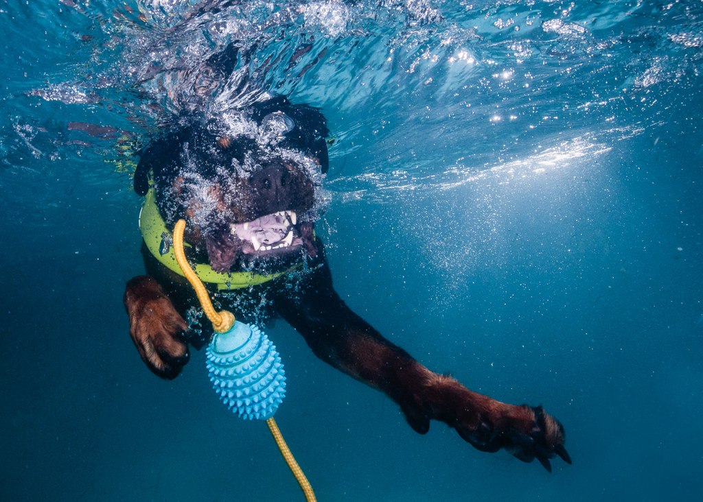 Fotografie Petra Minnasch Babies Neugeborene Unterwasserfotografie Hunde Unter Wasser