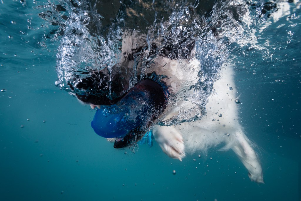 Fotografie Petra Minnasch Babies Neugeborene Unterwasserfotografie Hunde Unter Wasser