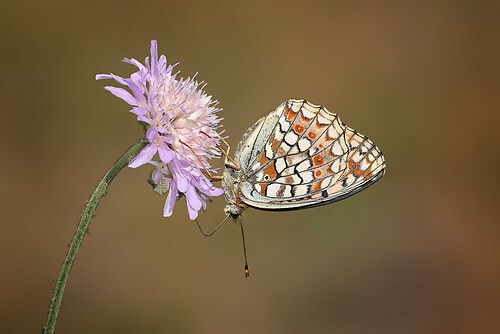 SAO73202 Blume edited_Nik_inPixio_Nik