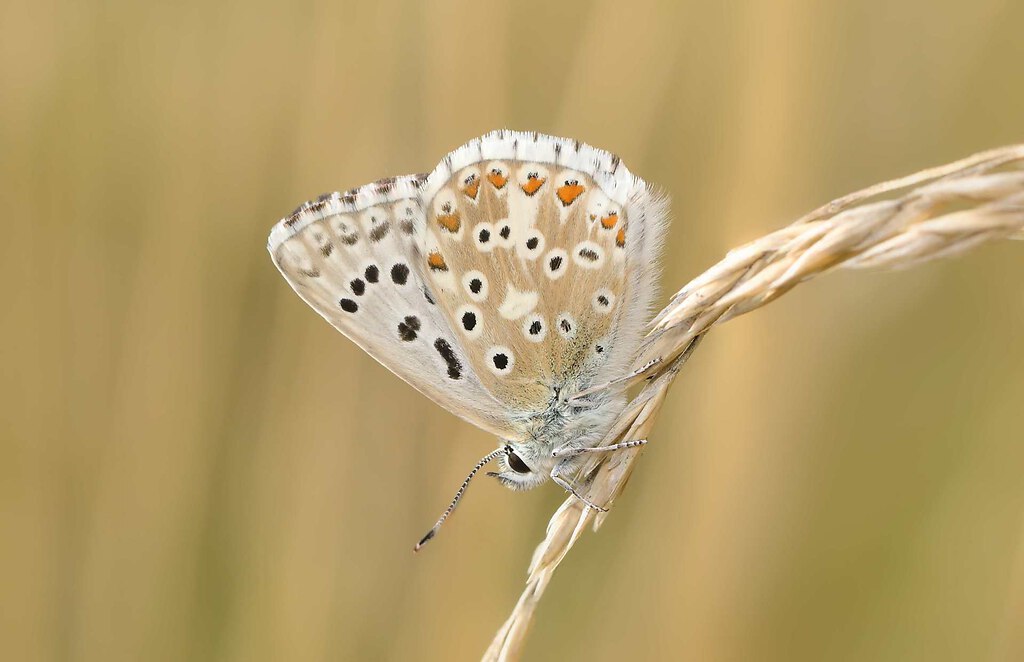 AS164227 edited korr PS