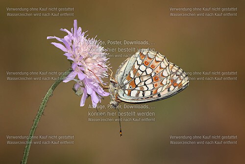 SAO73202 Blume edited_Nik_inPixio_Nik