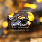 FEUERSALAMANDER