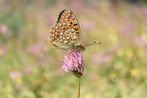 SAO73258 edited_inPixio (4)_Nik