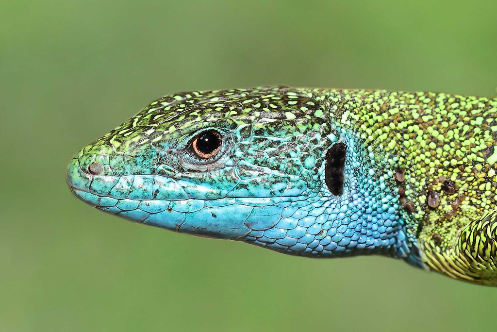 SAO40796 edited korr_inPixio_Nik