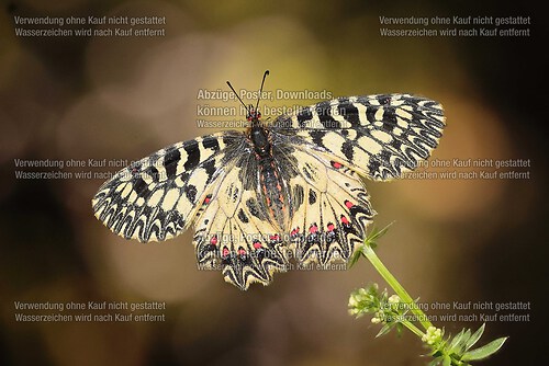 SAO69464 edited_inPixio (2)_Nik