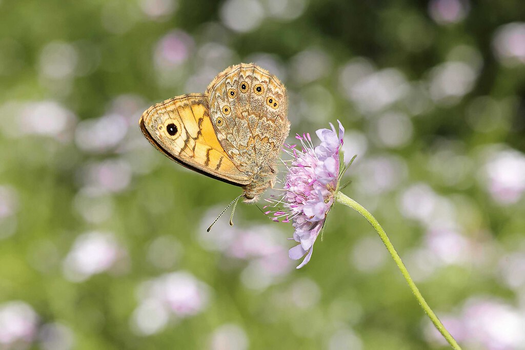 SAO75213 edited 3 inPixio_Nik