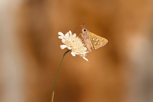 SAO82533 edited_Nik_inPixio (2)