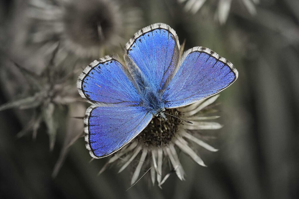 AS139439 edited 2 PS