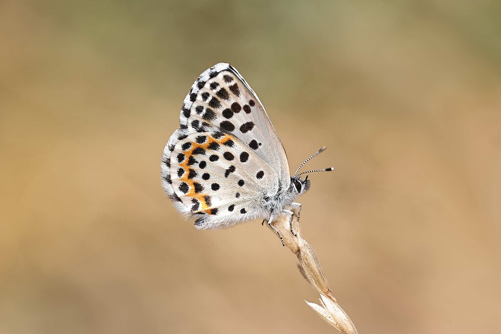 SAO15731 korr edited_Nik