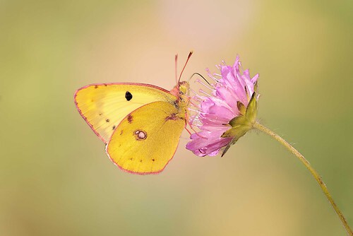 SAO84549 edited_inPixio_Nik