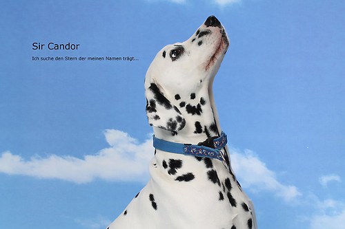 Candor1
