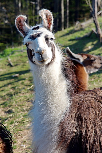 mindful Llama - 2018 SUI