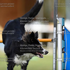 18-09-22/Samstag Kürbisturnier beim HSF Agilitydogs Tönisvorst