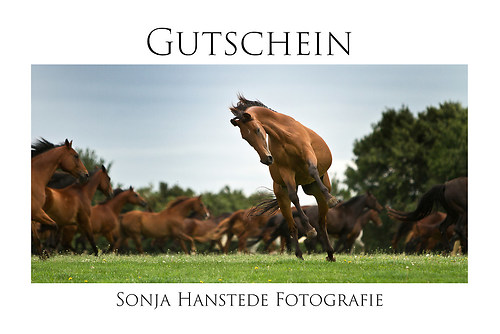 Gutschein Pferd
