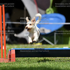 Samstag 03.08. Jumping 1+2 M